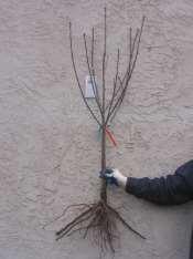 When to plant fruit trees For bare-root trees,