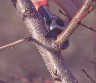 When to Prune Best time to prune is during dormant season, in