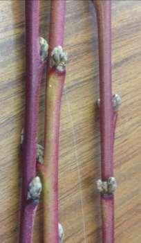Fruit types differ in the mid-winter hardiness of their flower buds Critical temp.