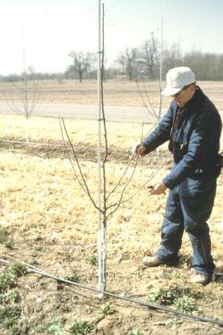 2 nd Growing Season Pruning central leader at the