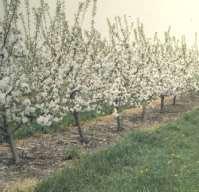 Bloom order Bloom early Apricot Japanese Plum Fruit types with early bloom are at greatest risk for
