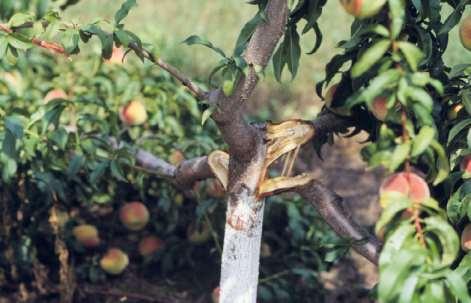 Thinning Fruit Crops Thinning is important to: * prevent tree damage * encourage young