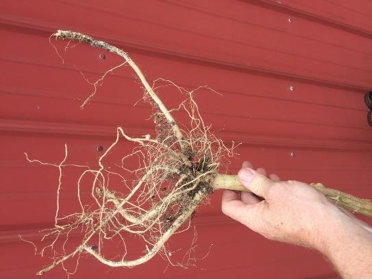 to the right shows the root system from the test plant that was