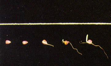 Vegetative Figure 1. Germination and emergence zero, two, four, five and six days after planting. 1. Germination and Emergence (VE) Corn seed begins germination when the seed contains at least 30 percent moisture.