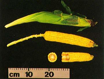 Reproductive Stages and Kernel Development Figure 16. R5 ear and shank. 5. R5 Dent This stage is about 36 days after silking. Nearly all kernels are dented or denting.