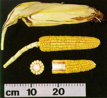 A white line (known as the milk line or starch line) can be seen across the kernel shortly after denting (starch line indicates maturity; it will advance toward the kernel tip with maturity).