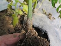 Disease Cycle Plant Vigor Scion: Florida 47 Rootstock: