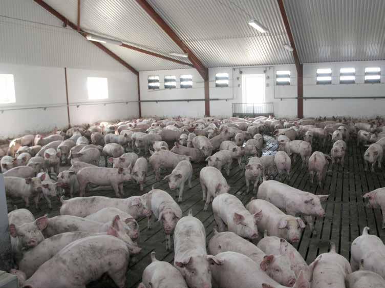 Data without delay For the ever-larger pig producers with production on sites scattered over a large geographical area, ensuring a complete overview of operations is essential.