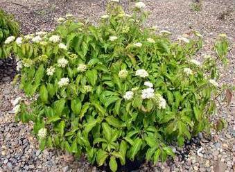 Dense, compact growth habit with lavender blue flowers from summer to frost and produces few seed. CLETHRA ALNIFOLIA WHITE DOVE OR WHITE DOVE SUMMERSWEET CLETHRA Mature Size: 3 H x 4 W.