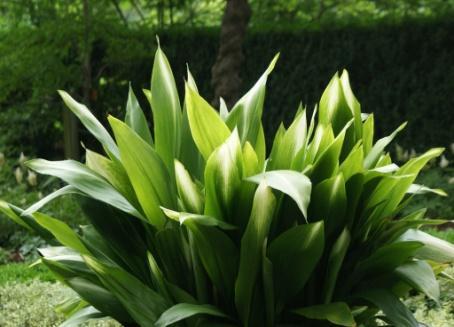 EVERGREEN SHRUBS ASPIDISTRA ELATIOR OR CAST-IRON PLANT Mature Size: 2 H x 3 W. Prefers part sun/shade. Evergreen.