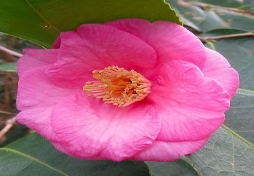 CAMELLIA JAPONICA ISARIBI OR ISARABI SPRING BLOOMING CAMELLIA Mature Size: 12 H x 6 W. Prefers part sun/shade.