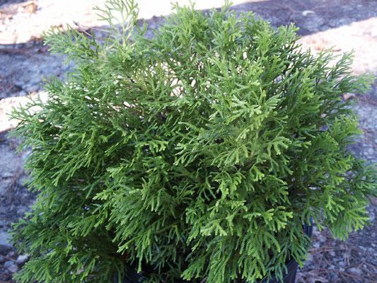 THUJOPSIS DOLOBRATA 'NANA' OR FALSE ARBORVITAE Mature Size: 3 H x 3 W. Prefers sun or part sun. Evergreen. Dwarf mounding habit with dark green foliage.