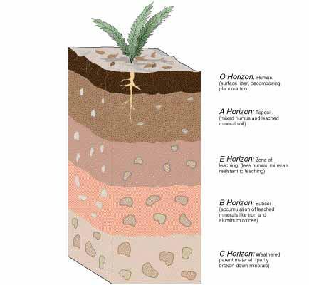 Idealized Soil Profile Layered characteristics Example forest O horizon - Litter layer A