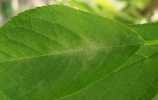 These existing infections will contribute to the spread of new infections on leaves and fruit. There is nothing to be done about existing infections.