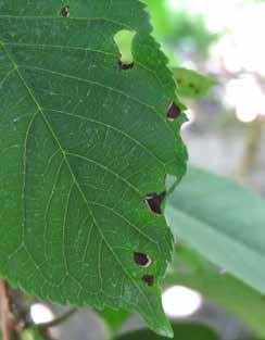 Before the typical white powdery appearance, the infected area will be a faint yellow blotch. Commercial growers can find options for cherry powdery mildew by clicking here (scroll down).
