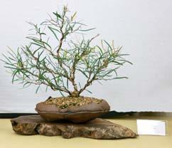 Japanese White Pine 3