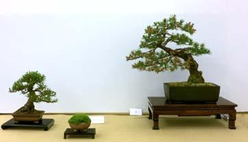 excellent range of bonsai