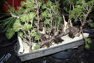 additional trees to a raft bonsai.