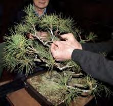 to discuss their bonsai grafting with