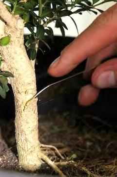Two techniques are commonly used for Bonsai purposes; side-grafting (to add a branch or root to an existing tree) and topgrafting (to merge a stump and a graft together to form a new tree).