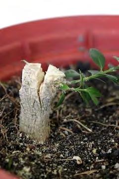 It will take about two months before the graft will show signs of growth, however, do not remove the wire that holds the stump and the graft together for at least a year to make sure they bond