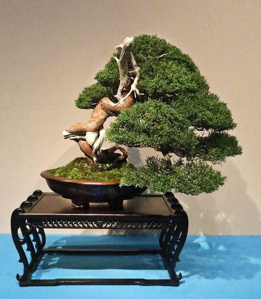 To keep the foliage compact you should cut each branch back to two whorls every three or four years. It is recommended that you not repot Foemina Junipers as often as you would other junipers.