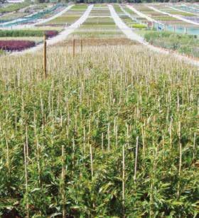 project requirements. Flower and Vegetable seedlings for landscapers and retailers.