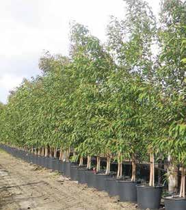 Potted plants exotic and ornamental Native shrubs and trees for retail and landscape.