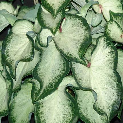 Caladiums Leaf Type (S) = Strap Leaf (F) = Fancy Leaf Dynasty White (S) Aaron (F) Creamy white centers