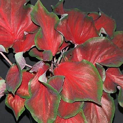 Height: 12-18 Season: Summer/Fall Pearly white leaves with contrasting dark green borders will work well