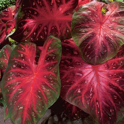 intense pink heart-shaped leaves and is striking in the landscape or as an accent.