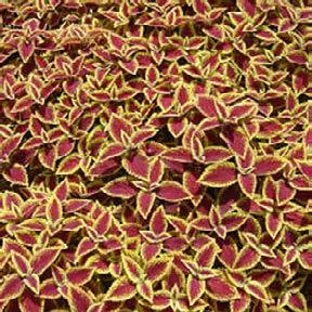 Coleus Gold Edge Dark red leaves with a