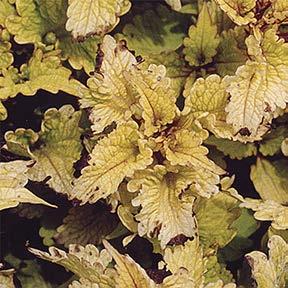 Gold Lace Scalloped, golden-yellow leaves are