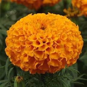 marigolds that flower early