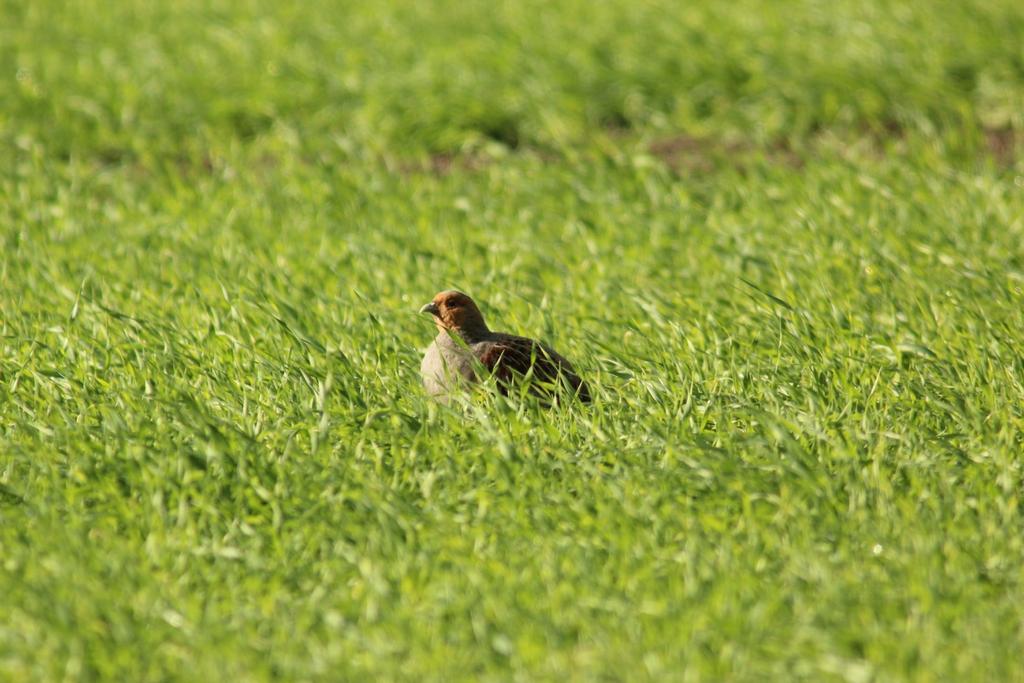 There is no problem with the grey partridge in