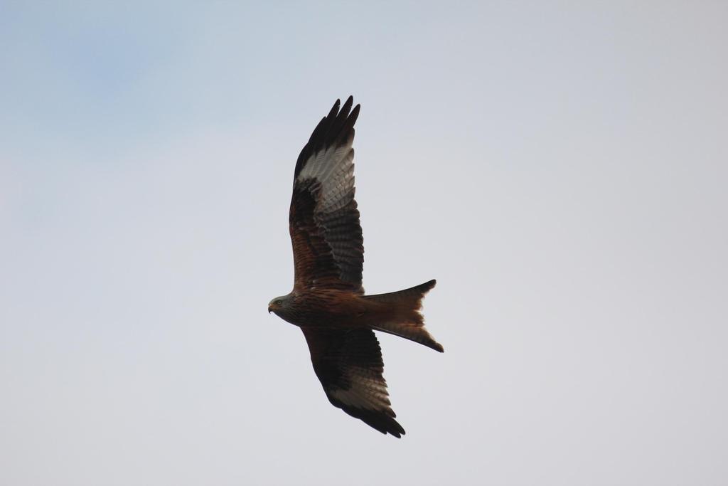 The breeding population of Crane, Barnacle Goose, Peregrine Falcon, White-tailed Eagle and Red Kite is increasing