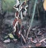wilted or discoloured Fruit may be stunted & will not size up Wilting & Dieback from Root Rot Roots are