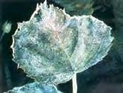 host plant tissue Powdery Mildew Infected Raspberry Leaf