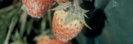 Infected leaves curl upwards (strawberry) Powdery Mildew