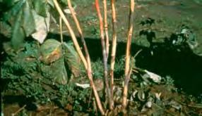 plants Chemical fungicide sprays Cane Blight