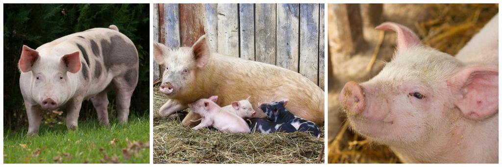 Pigs 101 Housing and Management Having appropriate and secure housing for pigs is very important, whether raising them in an outdoor or pasture environment, indoors, or a combination.