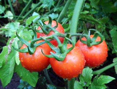 Tomatoes Nutritional Value: Tomatoes have vitamin C, A (beta carotene) and several phytonutrients. If flavor was a vitamin, though, tomatoes would be all you d need.