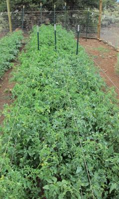 You don t want any quick release nitrogen fertilizers on tomatoes since this will promote too much leaf growth, which can dominate fruit growth.