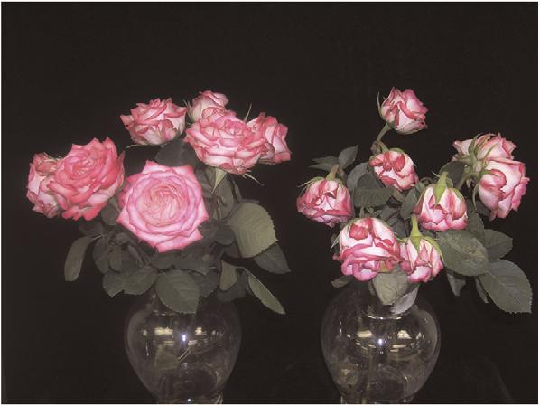 Fig. 2. Photograph of rose (Rosa hybrida) N-Joy flowers on day 4 of vase life at 21 C after treatment with 0 (left) or 1 (right) mll 1 ethylene on day 0 for 24 h at 21 C.