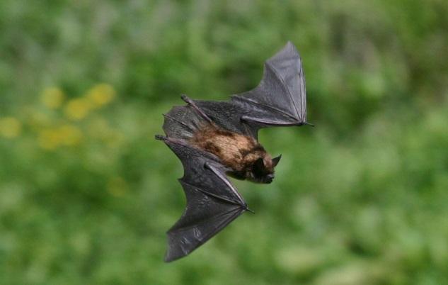Little Brown Bat We have identified: Plant species commonly found in urban settings.