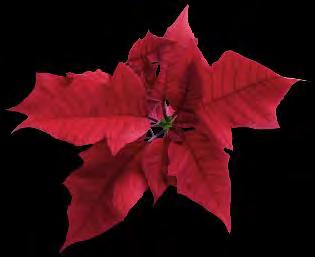 The easiest method of watering poinsettias requires ice cubes and knowing the size of the pot your plant is in.
