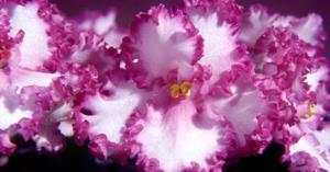 November 2016 The African Violet Way An E-Newsletter by Ruth Coulson A free download from www.africanvioletsforeveryone.