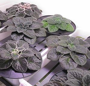 Now, that I am able to produce a newsletter I am glad to report that my African violets seem to have turned the corner and are now growing and flowering much better than they have for some time.