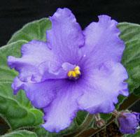 African violet jewels it s always about colour Of