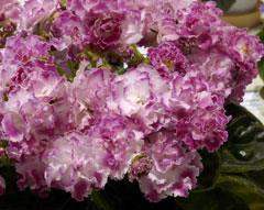 The African Violet Association of Australia s 2016 African Violet and